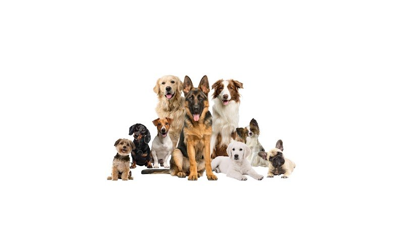 Formidog - Educateur comportementaliste canin - photo 1