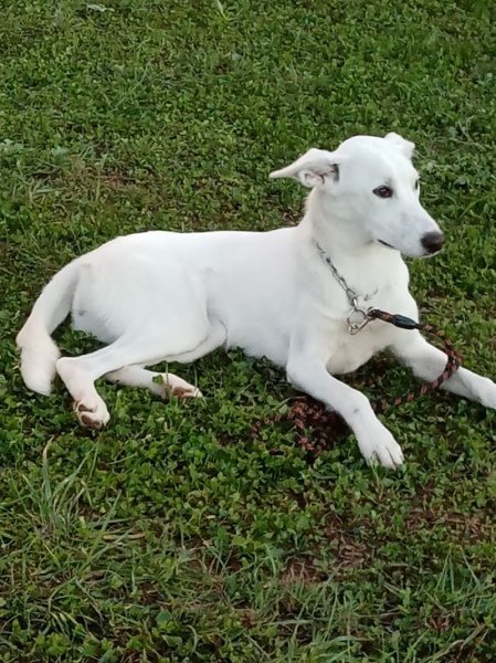 Frank Marsot - Éducateur canin