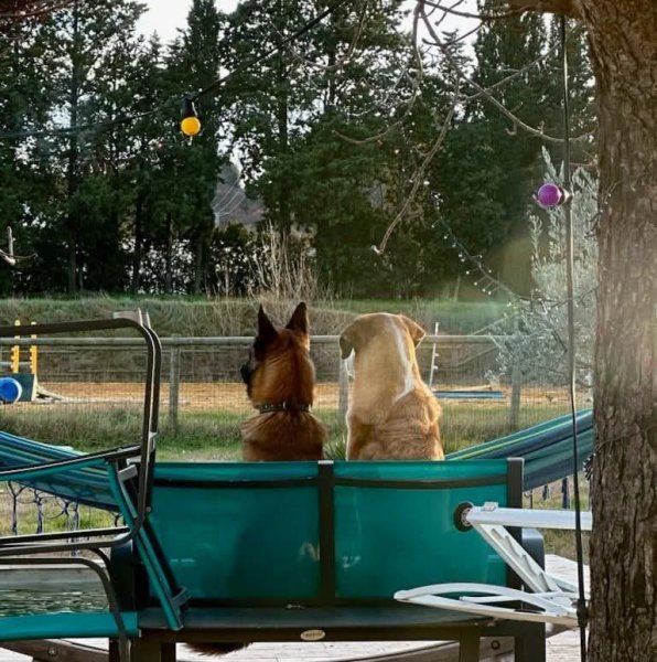 Philippe Aubert educateur canin - photo 1