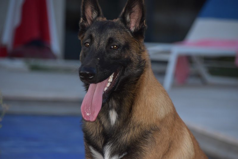 Philippe Aubert educateur canin - photo 2