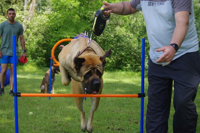 Olivier pro-canin - photo 1