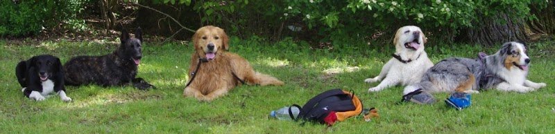 Olivier pro-canin - photo 3