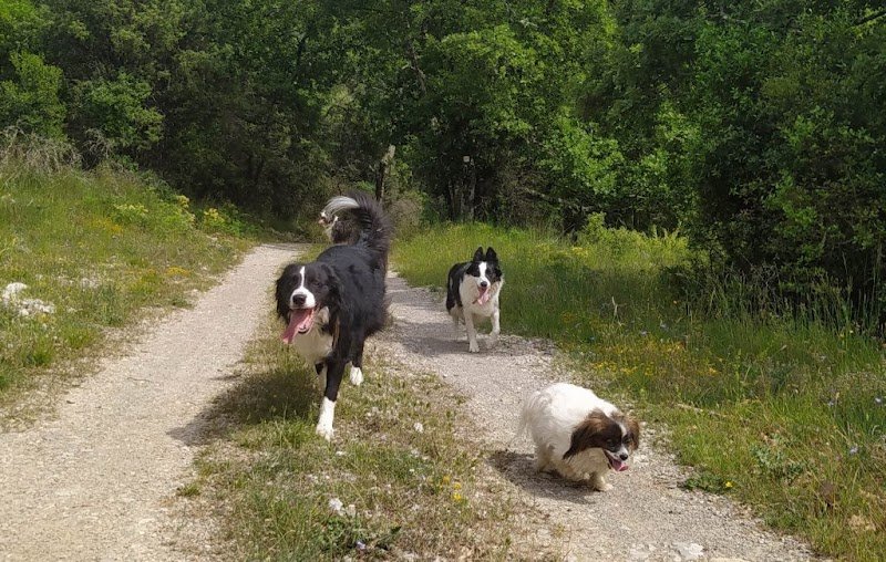 Déclic éducation canine - photo 1