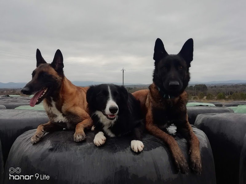 Obéissance-Ô-Poils - photo 1