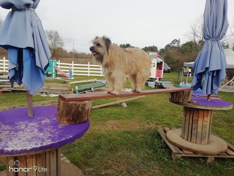 Obéissance-Ô-Poils - photo 2