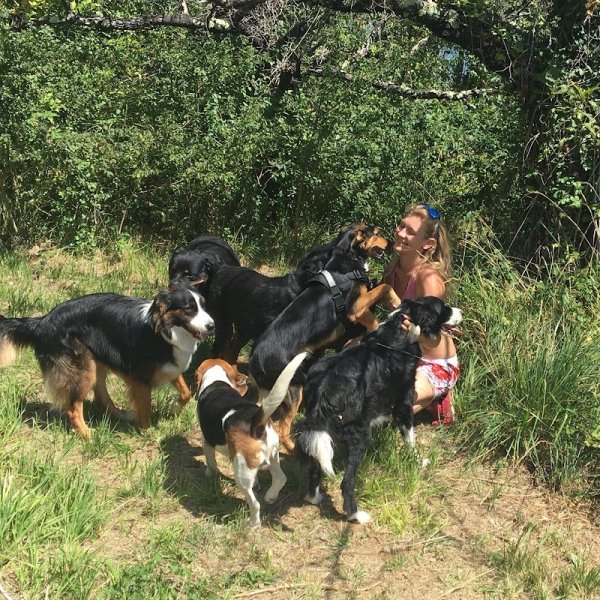 Jecksaw and Co. Garde de chiens - photo 1