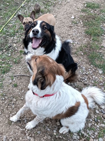 Jecksaw and Co. Garde de chiens - photo 2