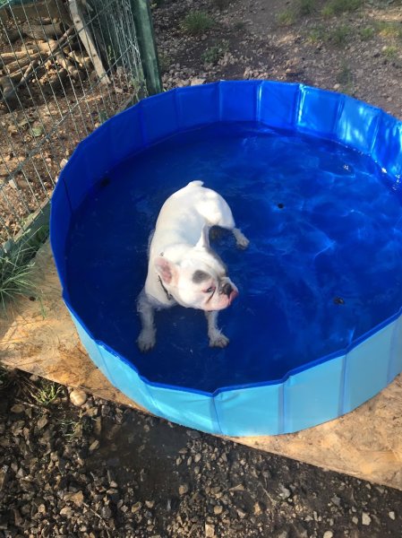 Jecksaw and Co. Garde de chiens - photo 3