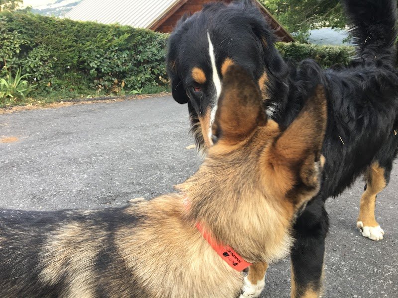 Nos Chiens Education - photo 3