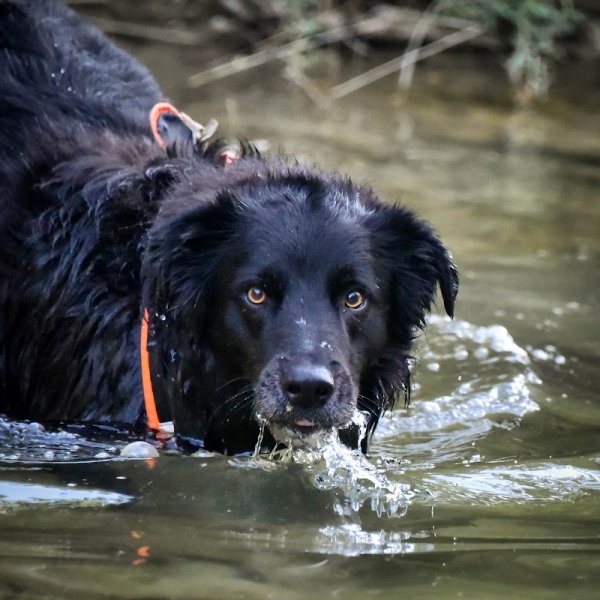 Attitud'animal,educateur canin ,comportementaliste canin , felin