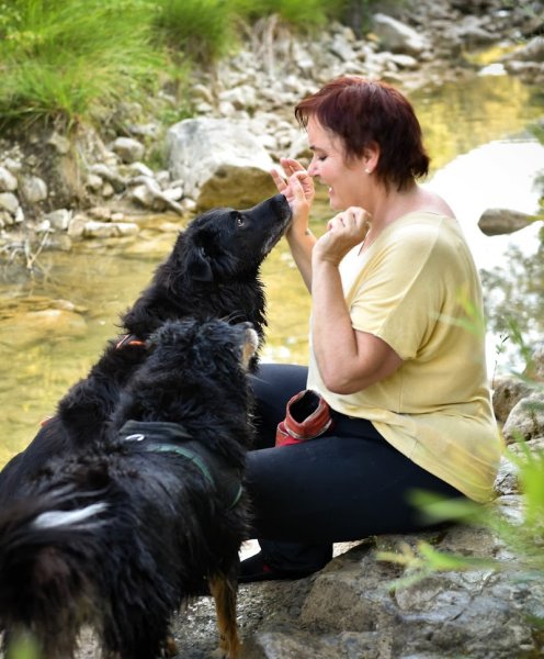 Attitud'animal,educateur canin ,comportementaliste canin , felin - photo 2