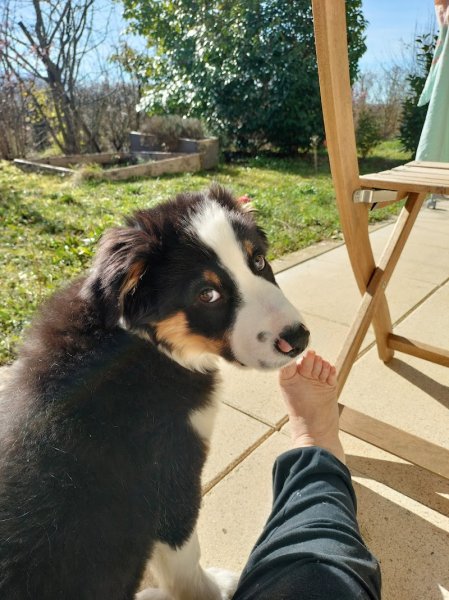 Attitud'animal,educateur canin ,comportementaliste canin , felin - photo 3