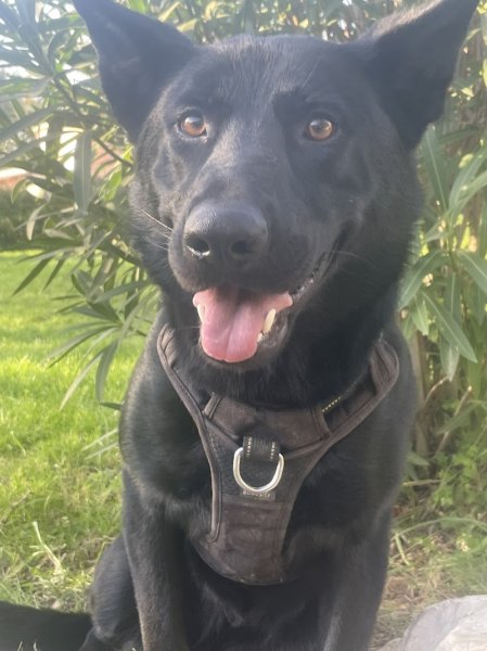 Donne la patte - Pension canine - photo 1