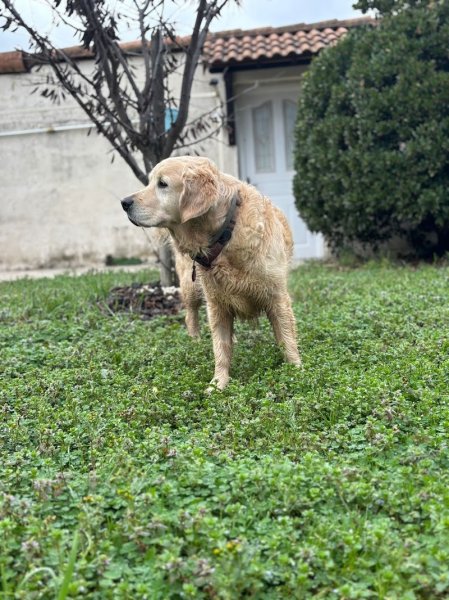 Donne la patte - Pension canine - photo 2