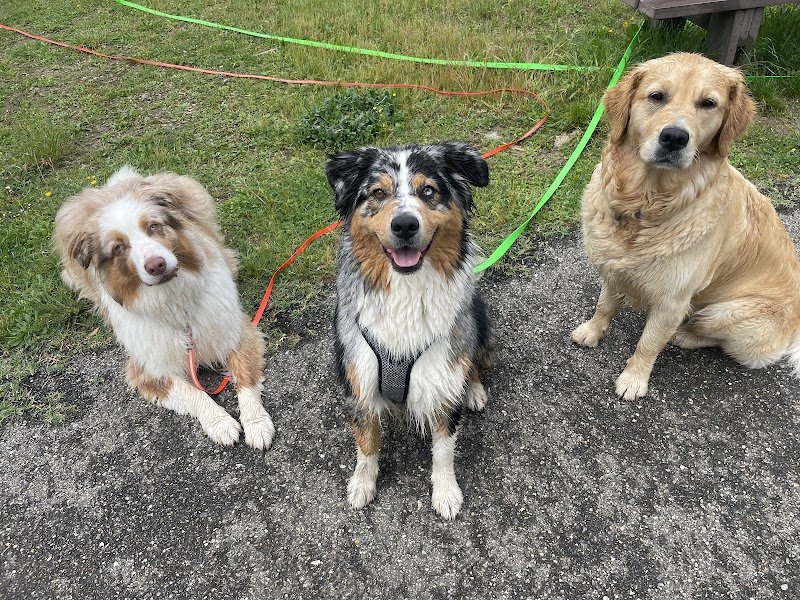 Donne la patte - Pension canine - photo 3