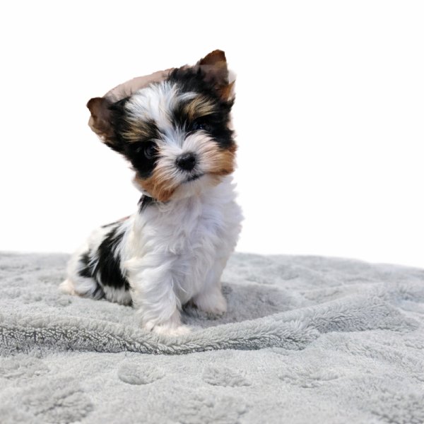 Elevage canin De La Tanière Des Adhémar - photo 1