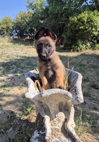 Elevage canin De La Tanière Des Adhémar - photo 2