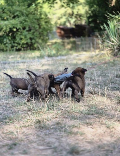 Elevage canin De La Tanière Des Adhémar - photo 3
