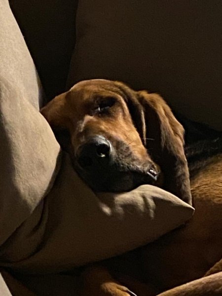 Cathy's Dogs - Educateur canin - Comportementaliste