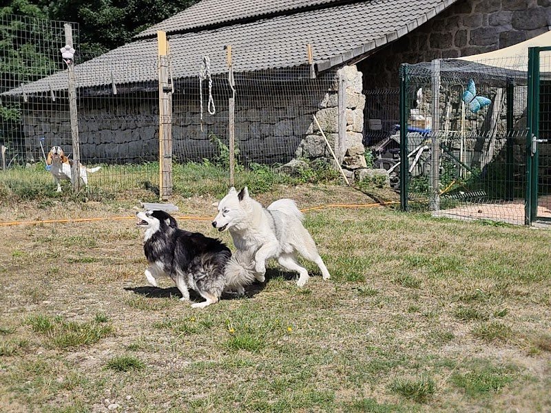 LA MEUTE DES 3 SOURCES - Pension Canine Familiale - Éducation canine et école du chiot.