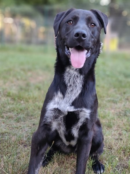 LA MEUTE DES 3 SOURCES - Pension Canine Familiale - Éducation canine et école du chiot. - photo 2