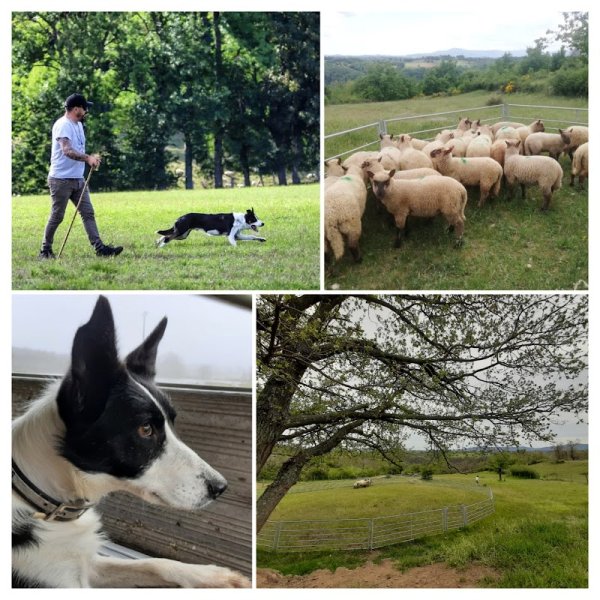 Gwreiddiau border collie: élevage et dressage au troupeau.