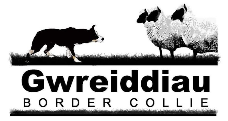 Gwreiddiau border collie: élevage et dressage au troupeau. - photo 3