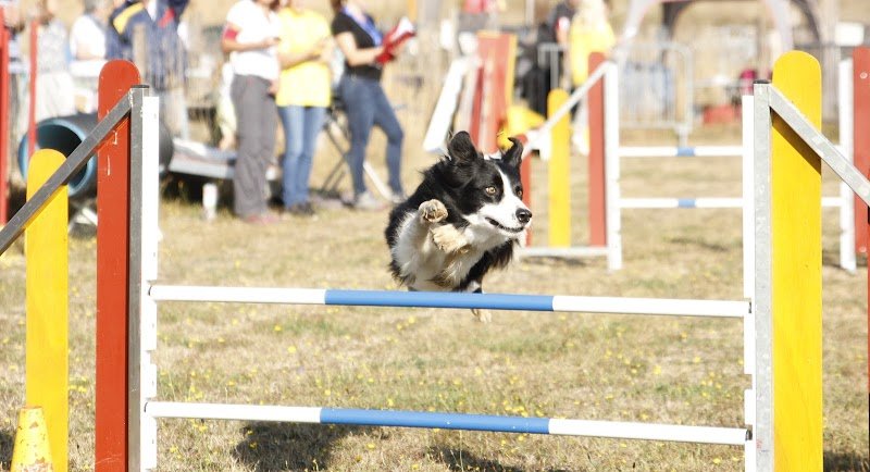 Club canin Terre des Chiens - photo 3