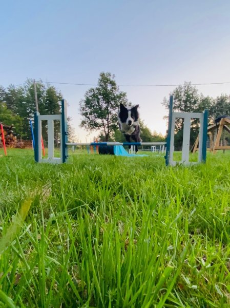 CV’N DOG - photo 3