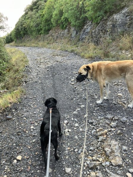 Dog Academia Cevennes - Educateur et comportementaliste canin