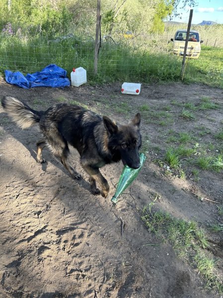 Dog Academia Cevennes - Educateur et comportementaliste canin - photo 2