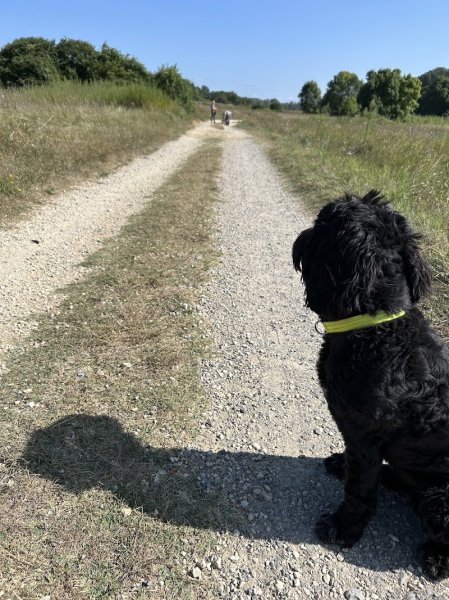 Dog Academia Cevennes - Educateur et comportementaliste canin - photo 3