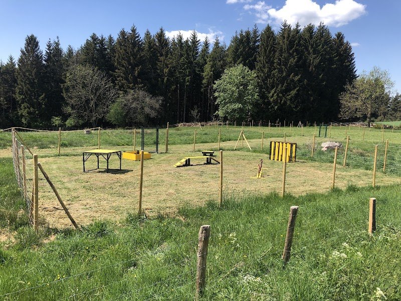 Education Canine Des Murmures De La Foret - photo 1