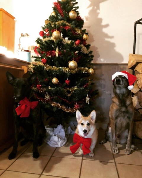 Education Canine Des Murmures De La Foret - photo 2