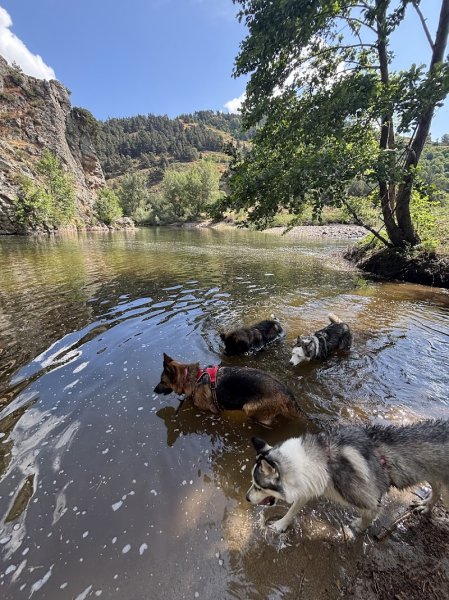 L'école de rex-éducateur canin Haute-Loire - photo 1