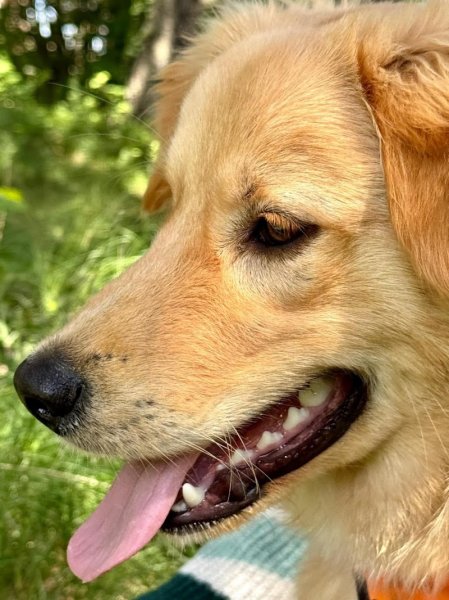 L'école de rex-éducateur canin Haute-Loire - photo 3