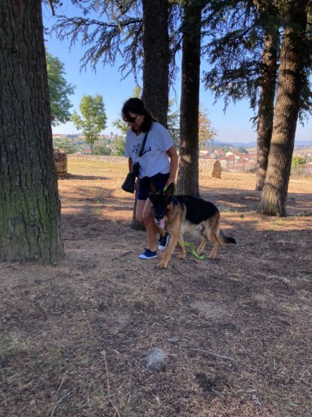 Focus chien - photo 1