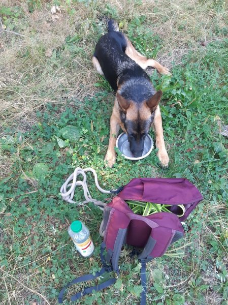 Focus chien - photo 2