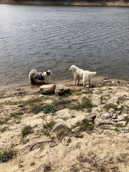 Focus chien - photo 3