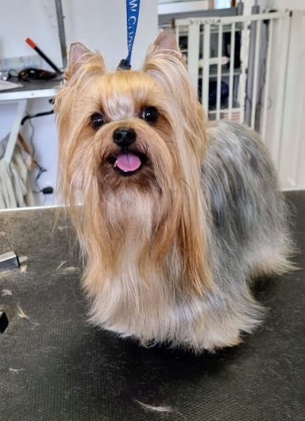 Univers Canin - photo 1