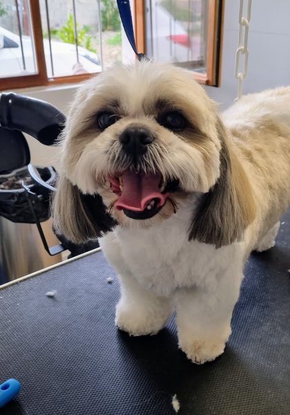 Univers Canin - photo 2