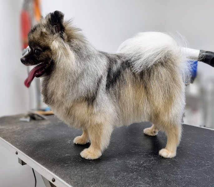 Univers Canin - photo 3