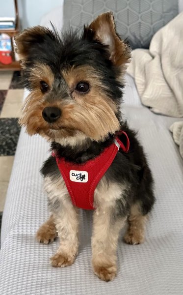 L'Ardèchiens - photo 1