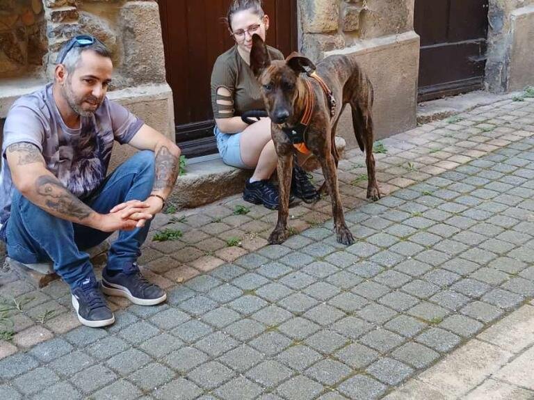 Positif dog - photo 1