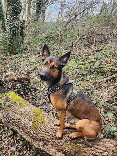 Briat Gaëlle (IE) coach dog liberty (communication animale )