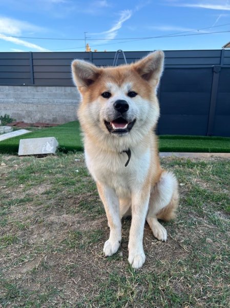 Briat Gaëlle (IE) coach dog liberty (communication animale ) - photo 2