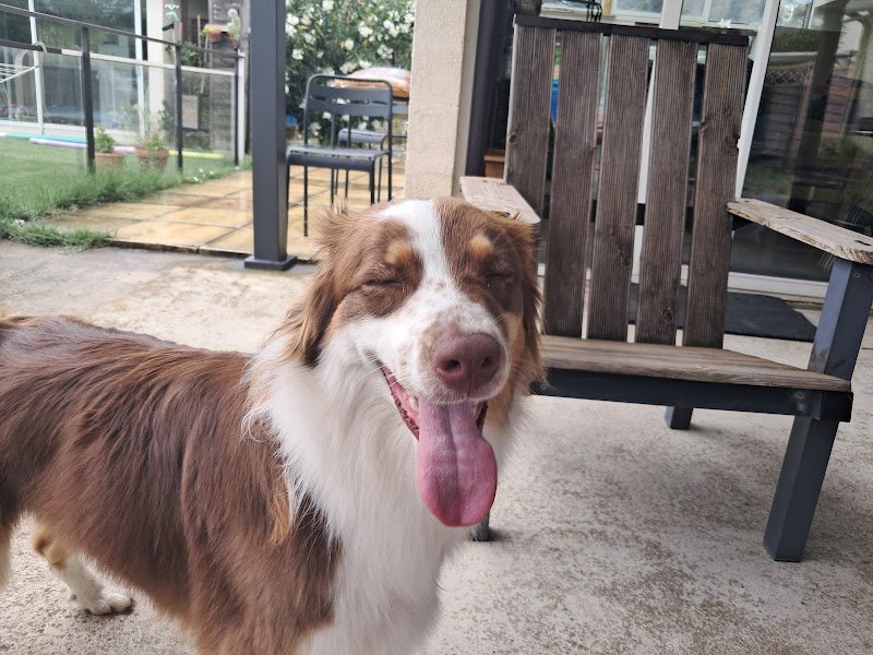 Briat Gaëlle (IE) coach dog liberty (communication animale ) - photo 3