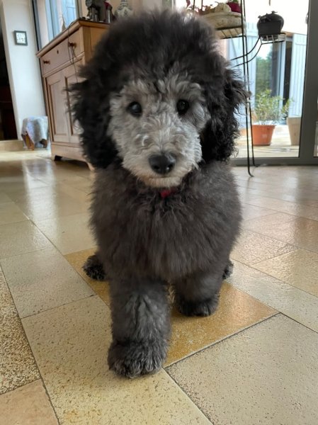 Le pied à la patte - Comportementaliste canin - photo 2