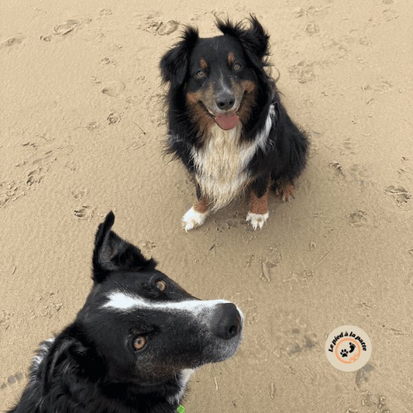 Le pied à la patte - Comportementaliste canin - photo 3