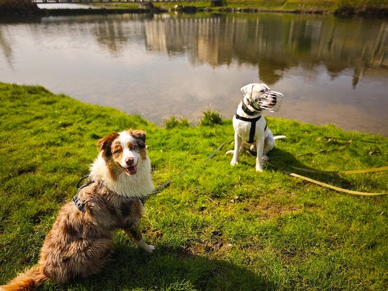 Du chien à l'Homme Éducation canine | Méthode positive| Séance collective | Bilan comportemental | Séance individuelle